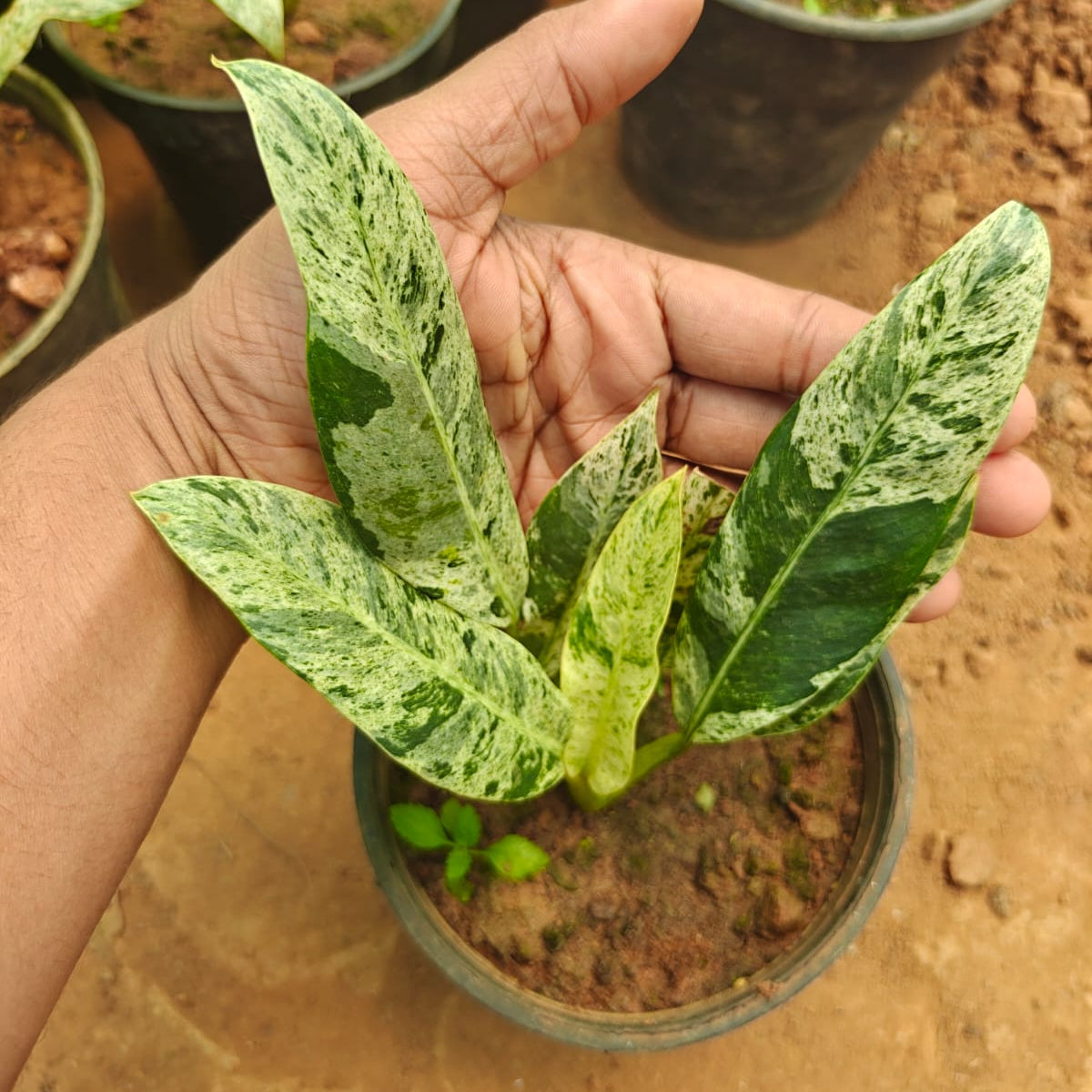 Hand holding a small potted plant with green and yellow leaves, surrounded by other plants in the background.