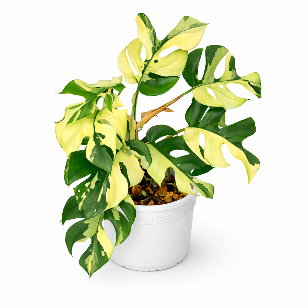 Potted Rhaphidophora Tetrasperma Variegated plant with green and yellow leaves on a white background