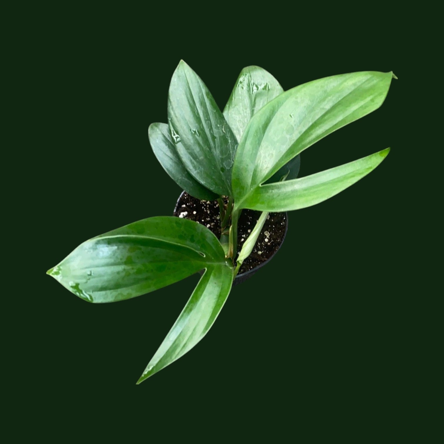 Rhaphidophora Decursiva – Fast-Growing Climbing Aroid | Soiled