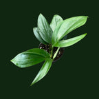 Rhaphidophora Decursiva - Rhaphidophora - Soiled