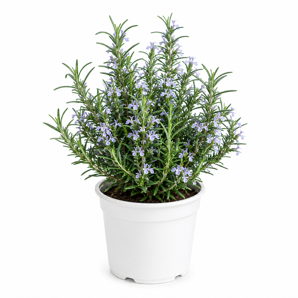 Potted plant with green leaves and small purple flowers on a white background