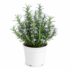 Potted plant with green leaves and small purple flowers on a white background