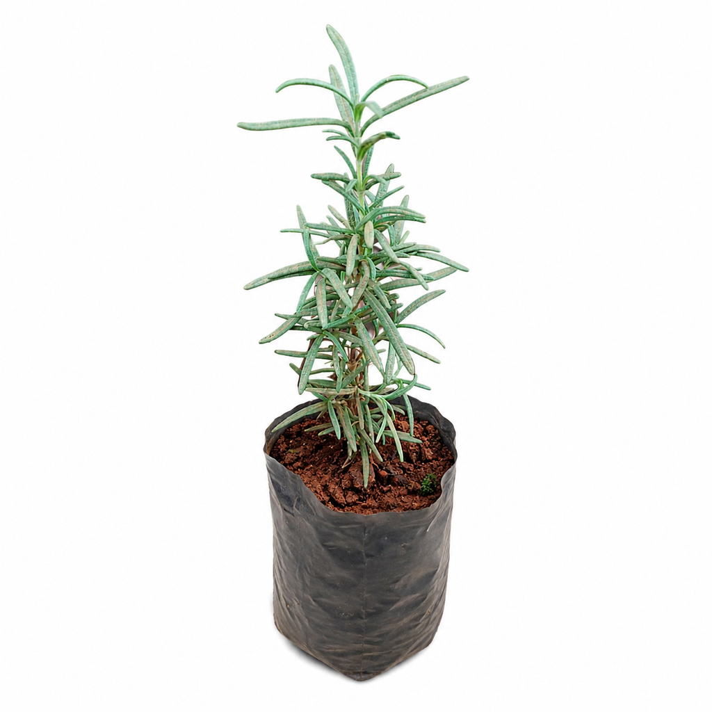 Potted plant with green leaves on a white background