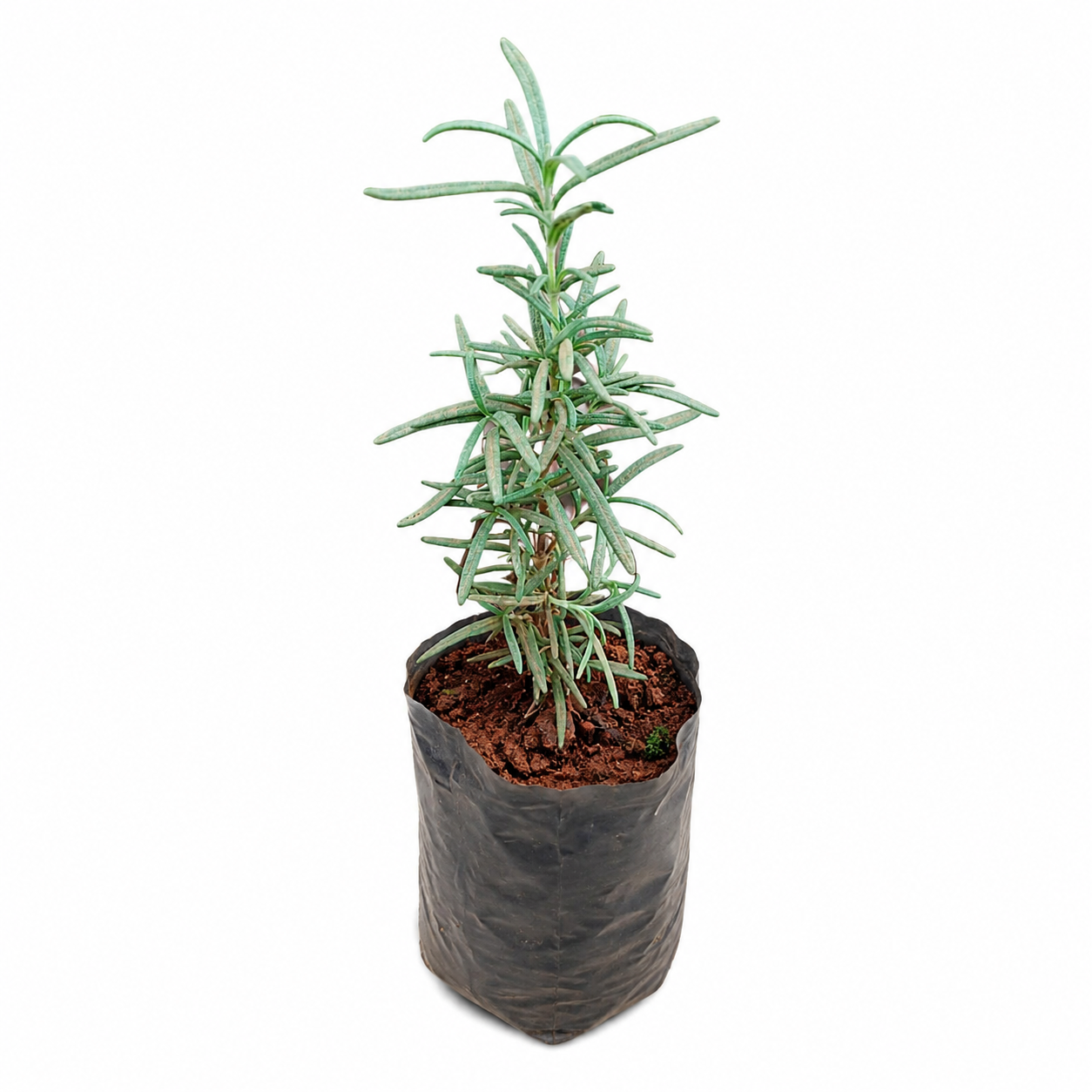 Potted plant with green leaves on a white background