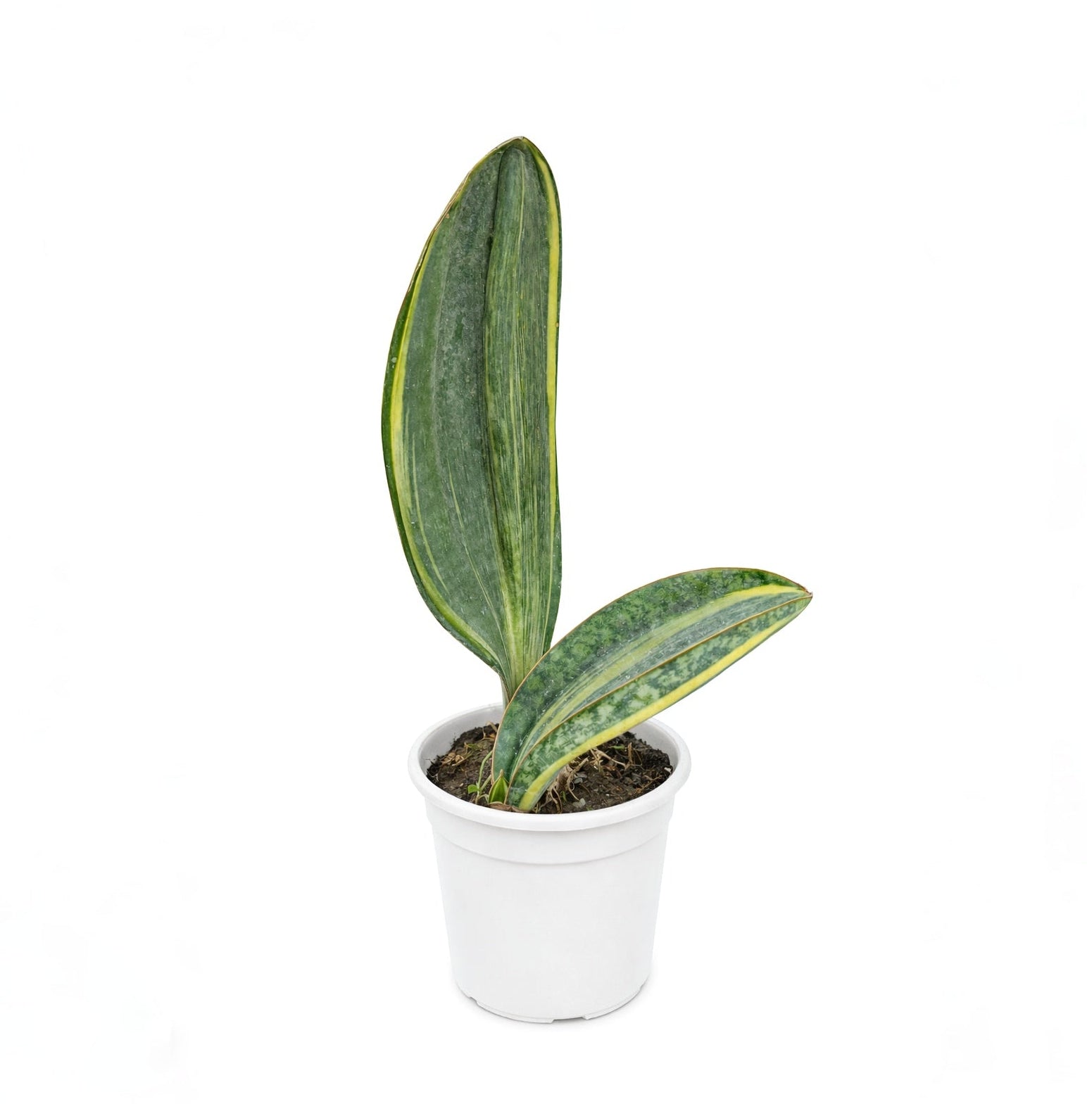 Potted Sansevieria Masoniana 'Variegata' plant with green leaves on a white background