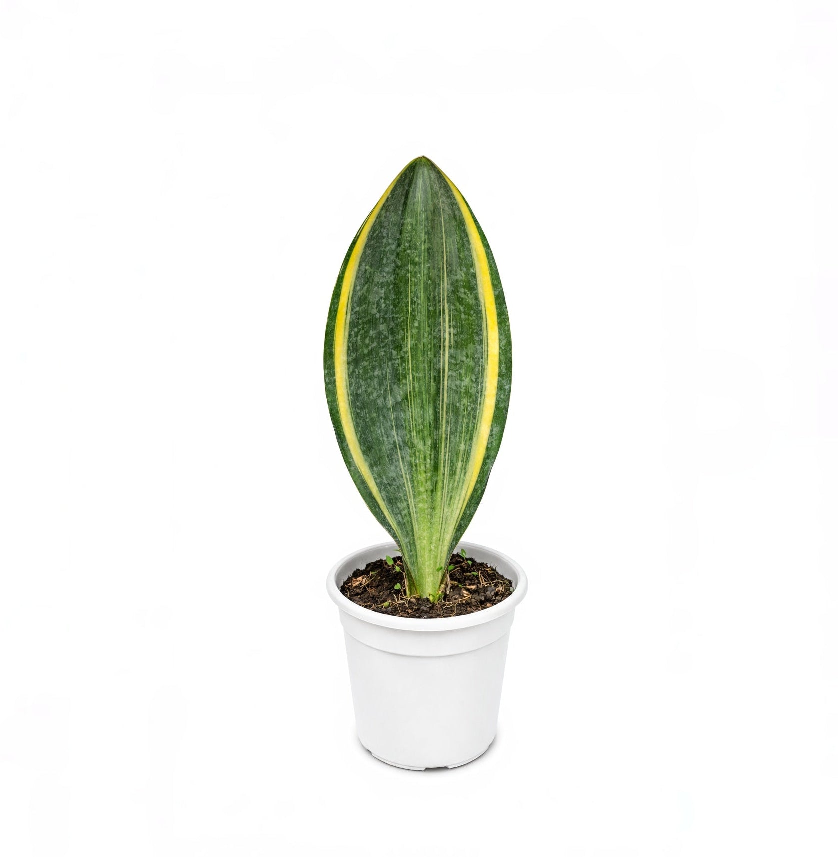 Potted Sansevieria Masoniana 'Variegata' plant with a green leaf on a white background