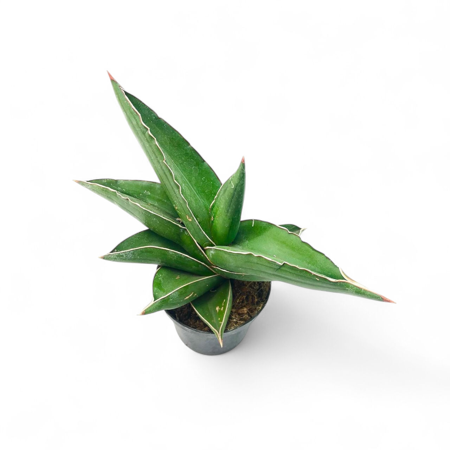 Potted Sansevieria 'Samurai Dwarf'plant with green leaves on a white background