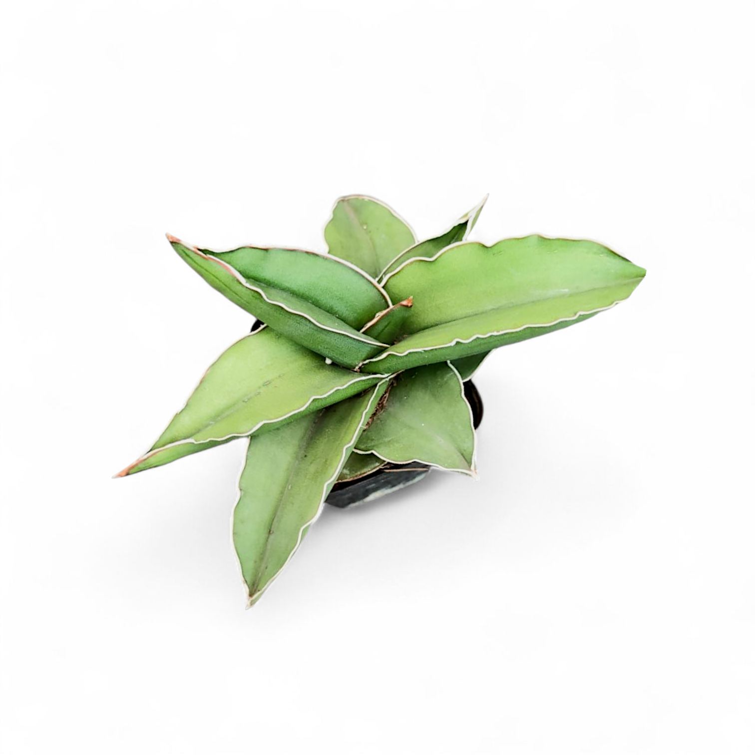 Green potted Sansevieria 'Samurai Dwarf' plant with white-trimmed leaves on a white background