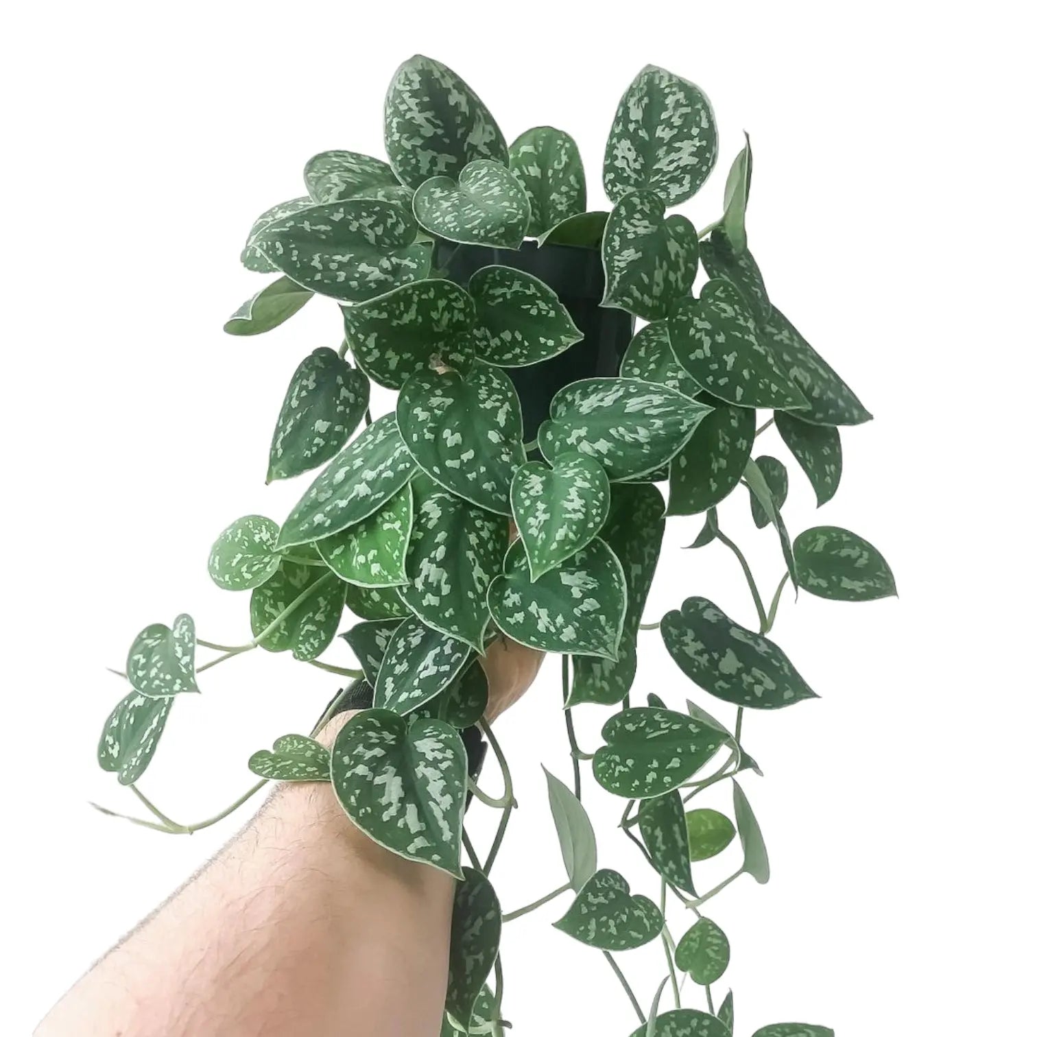 13+ Scindapsus Pictus Care Scindapsus Pictus 'Argyraeus' - Pothos - Soiled