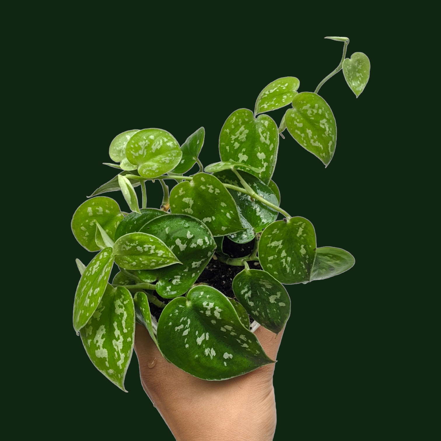 Efeutute, Scindapsus, (Epipremnum aureum) variëteit: aureum, geel-groene kleurrijke bladeren, rankend, stoplichtplant, luchtzuiverend (een plant in een pot van 12 cm Efeutute, Scindapsus, (Epipremnum aureum) variëteit: aureum, geel-groene kleurrijke bladeren, rankend, stoplichtplant, luchtzuiverend (een plant in een pot van 12 cm