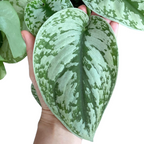 Scindapsus Pictus 'Exotica' - Scindapsus - Soiled