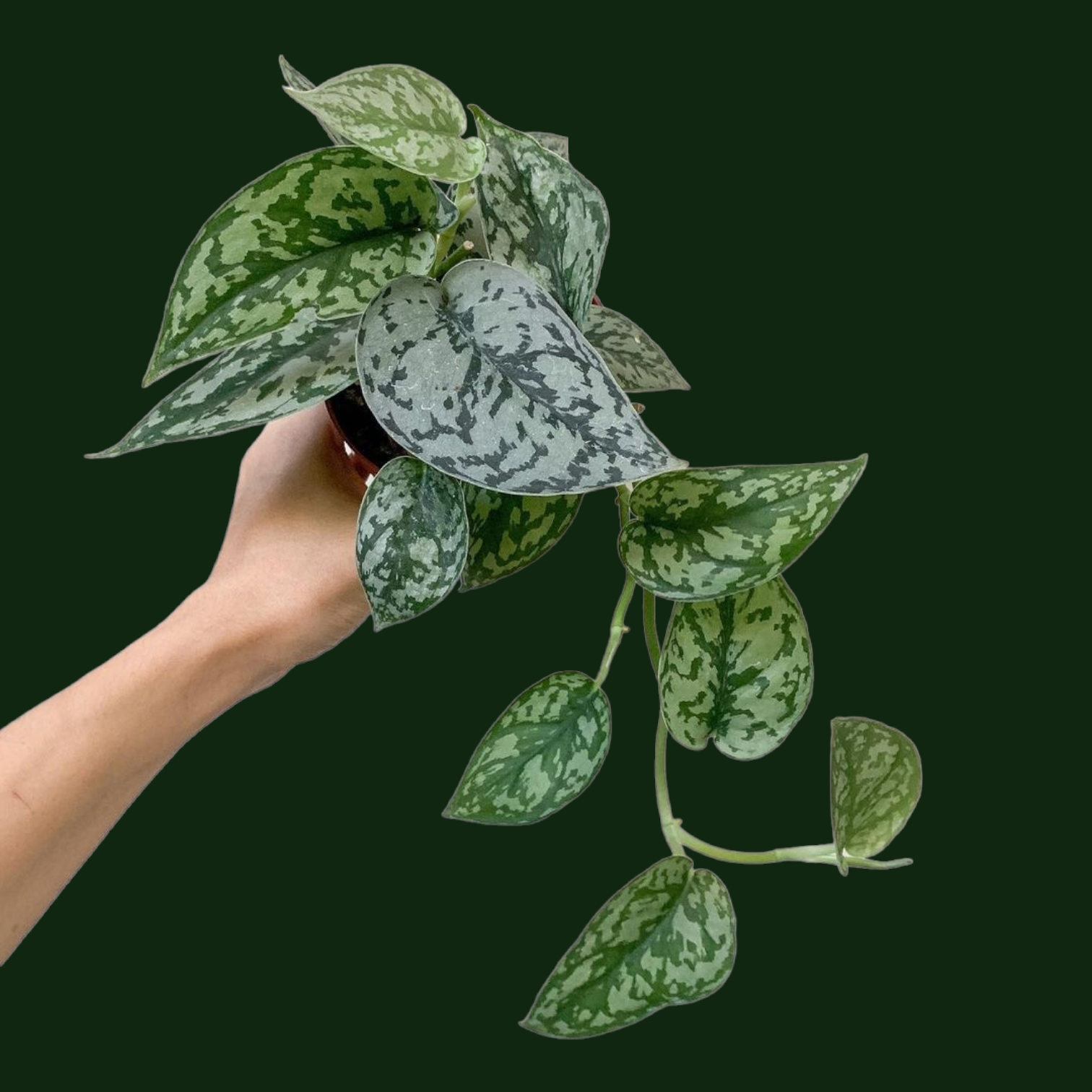 philodendron silver lady Buy Scindapsus Pictus (Silver Lady)