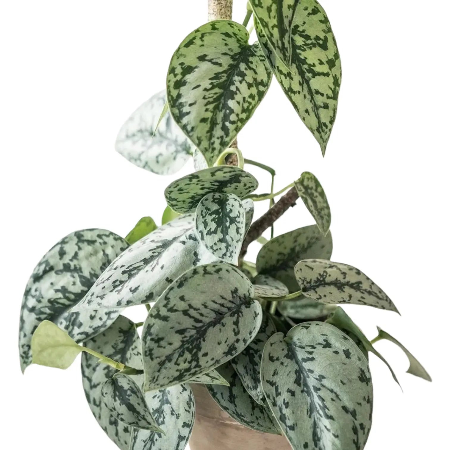 Buy Scindapsus Pictus (Silver Lady) | Soiled Buy Scindapsus Pictus (Silver Lady) | Soiled
