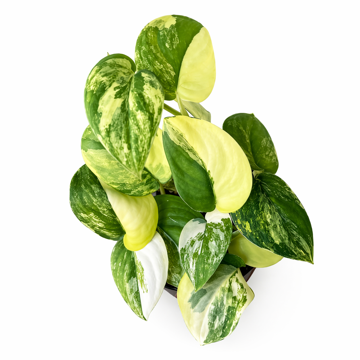 Variegated green and yellow pothos plant on a white background