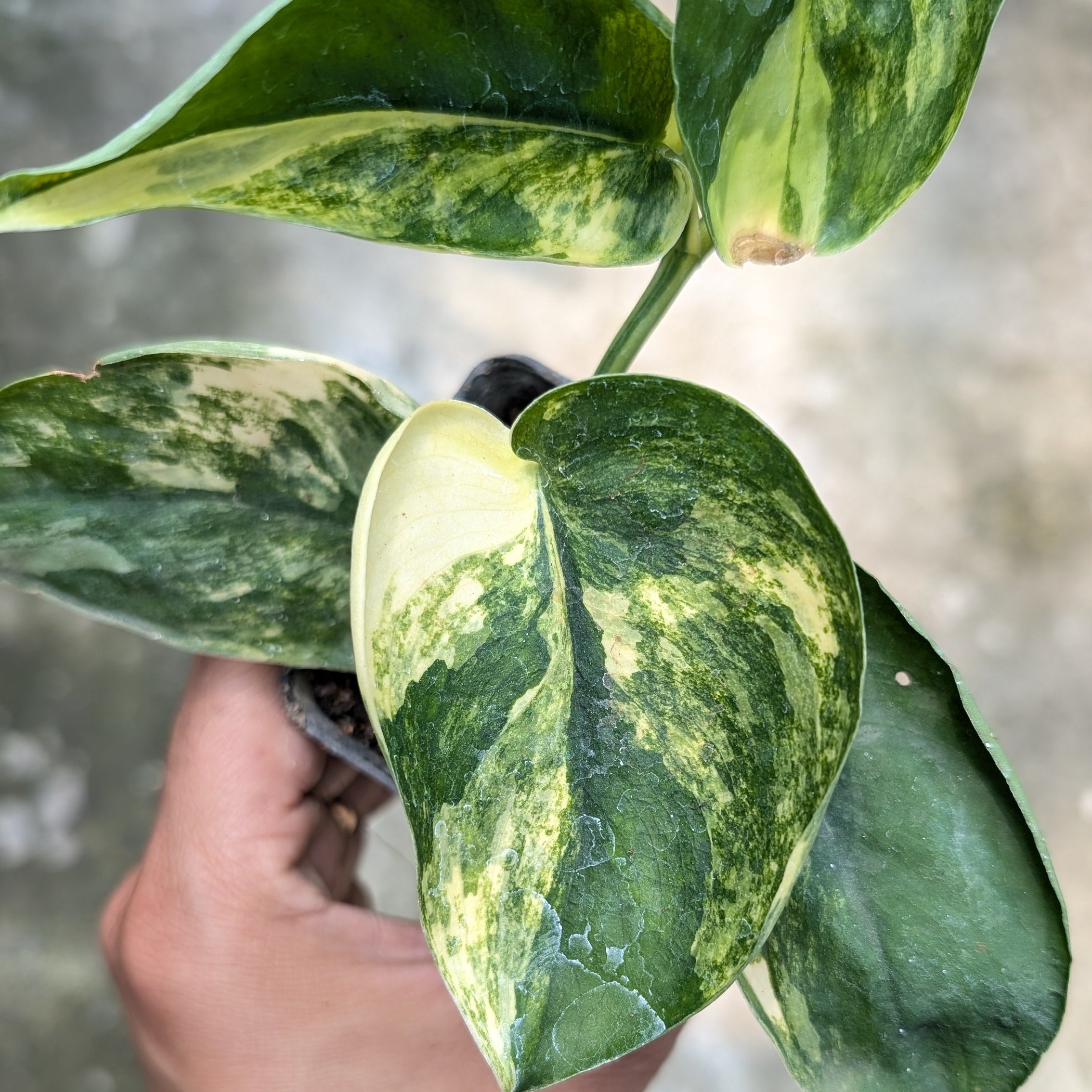 Hand holding a green leafy plant with a blurred background