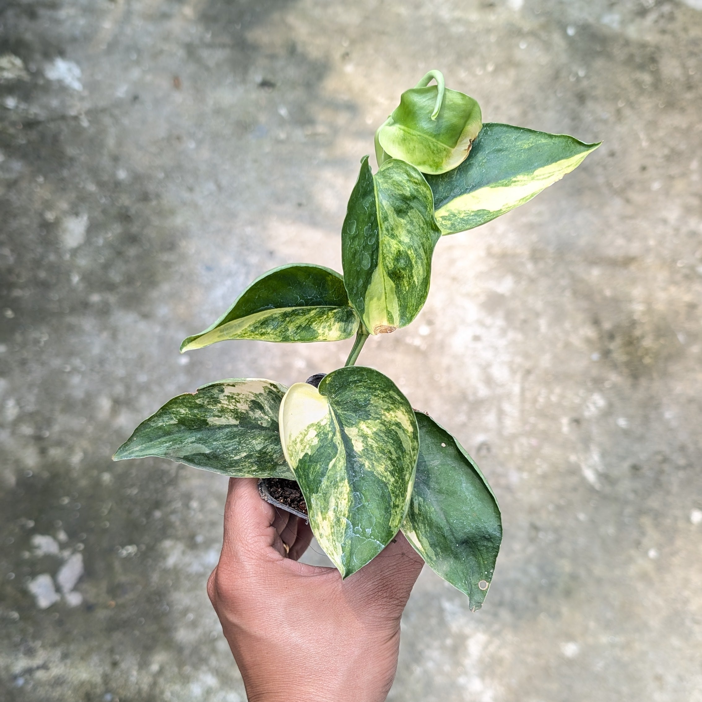 Hand holding a small green plant against a concrete background