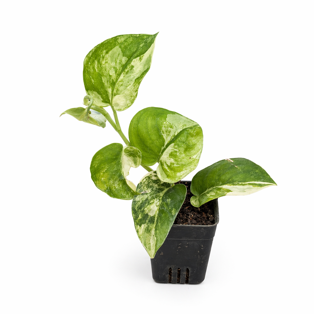 Potted plant with green and white leaves on a white background