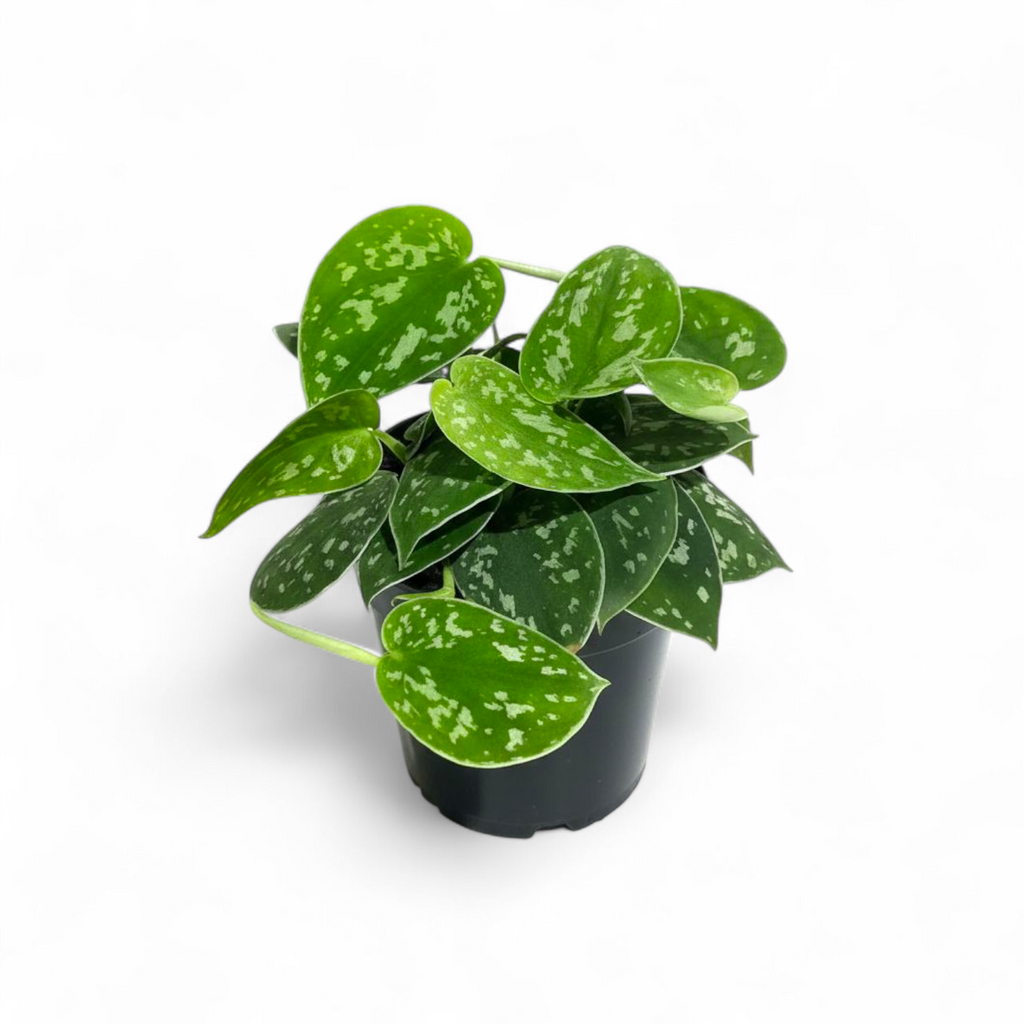 Potted Scindapsus Pictus 'Argyraeus' (Satin Pothos) plant with green leaves on a white background