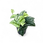 Potted Scindapsus Pictus 'Exotica' plant with green and white leaves on a white background