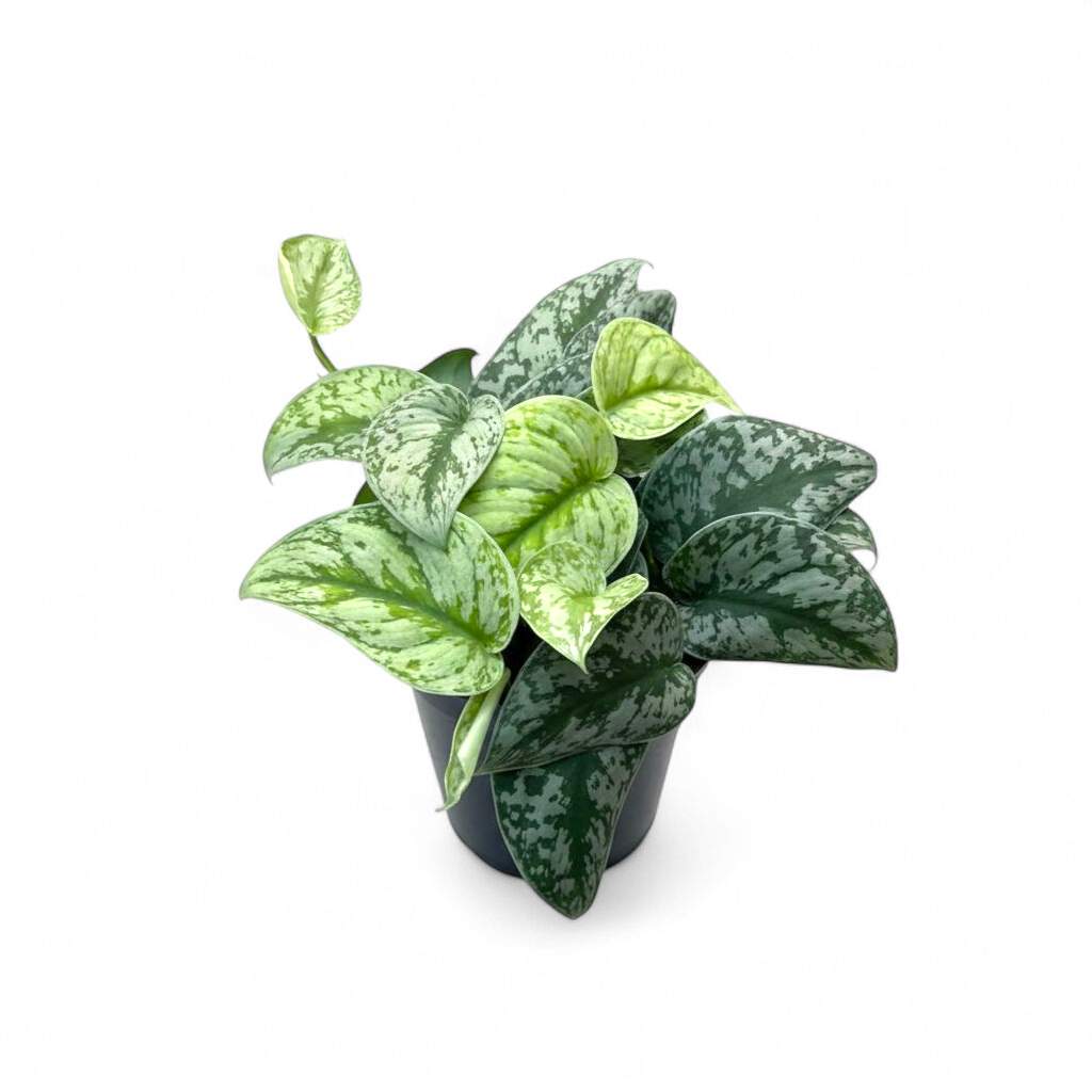 Potted Scindapsus Pictus 'Exotica' plant with green and white leaves on a white background