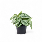 Potted Scindapsus Pictus 'Silver Lady' plant with green leaves on a white background