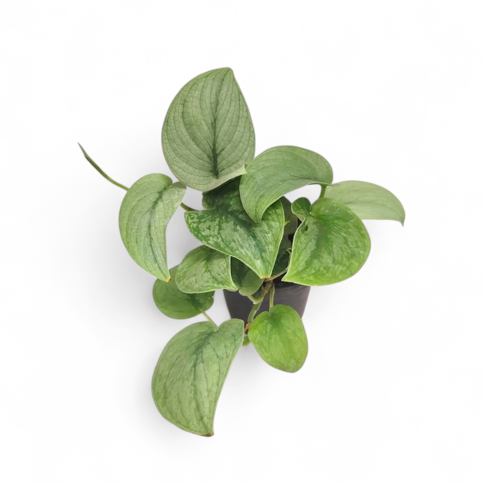 Scindapsus 'Silver Hero' - Scindapsus - Soiled