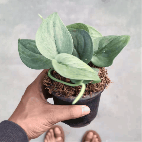 Scindapsus 'Silver Hero' - Scindapsus - Soiled