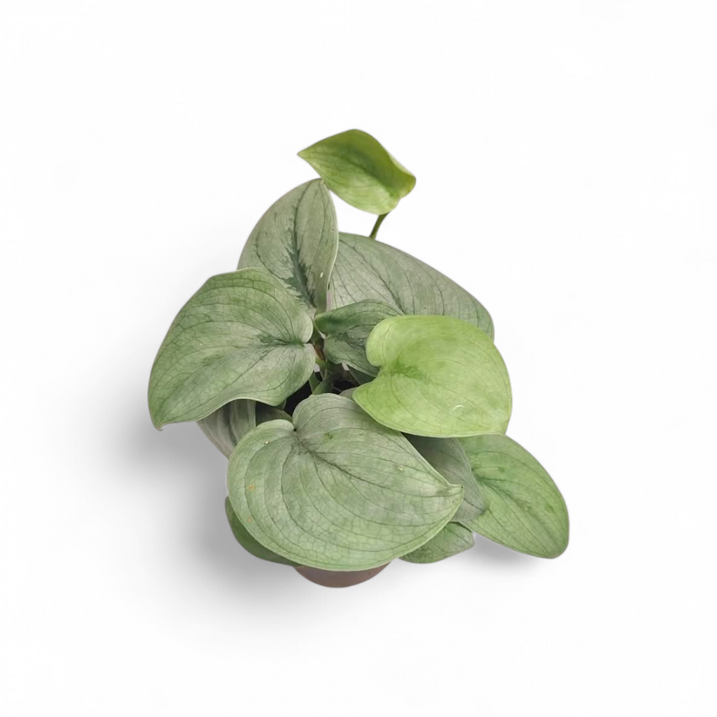 Scindapsus 'Silver Hero' - Scindapsus - Soiled