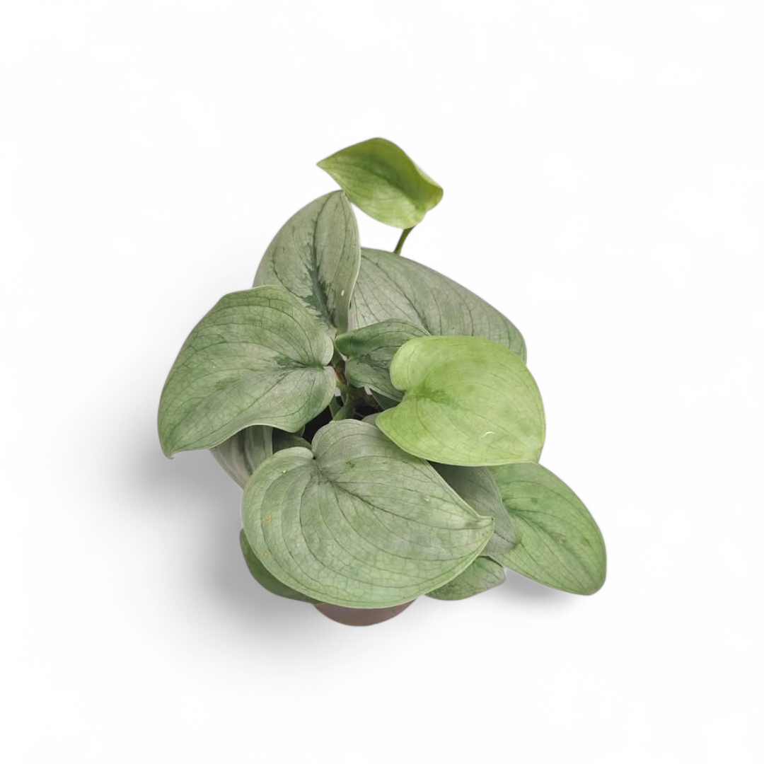 Scindapsus 'Silver Hero' - Scindapsus - Soiled