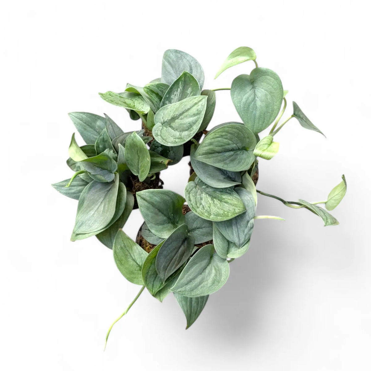 9+ Scindapsus Silver Hero Scindapsus 'Silver Hero' – Soiled