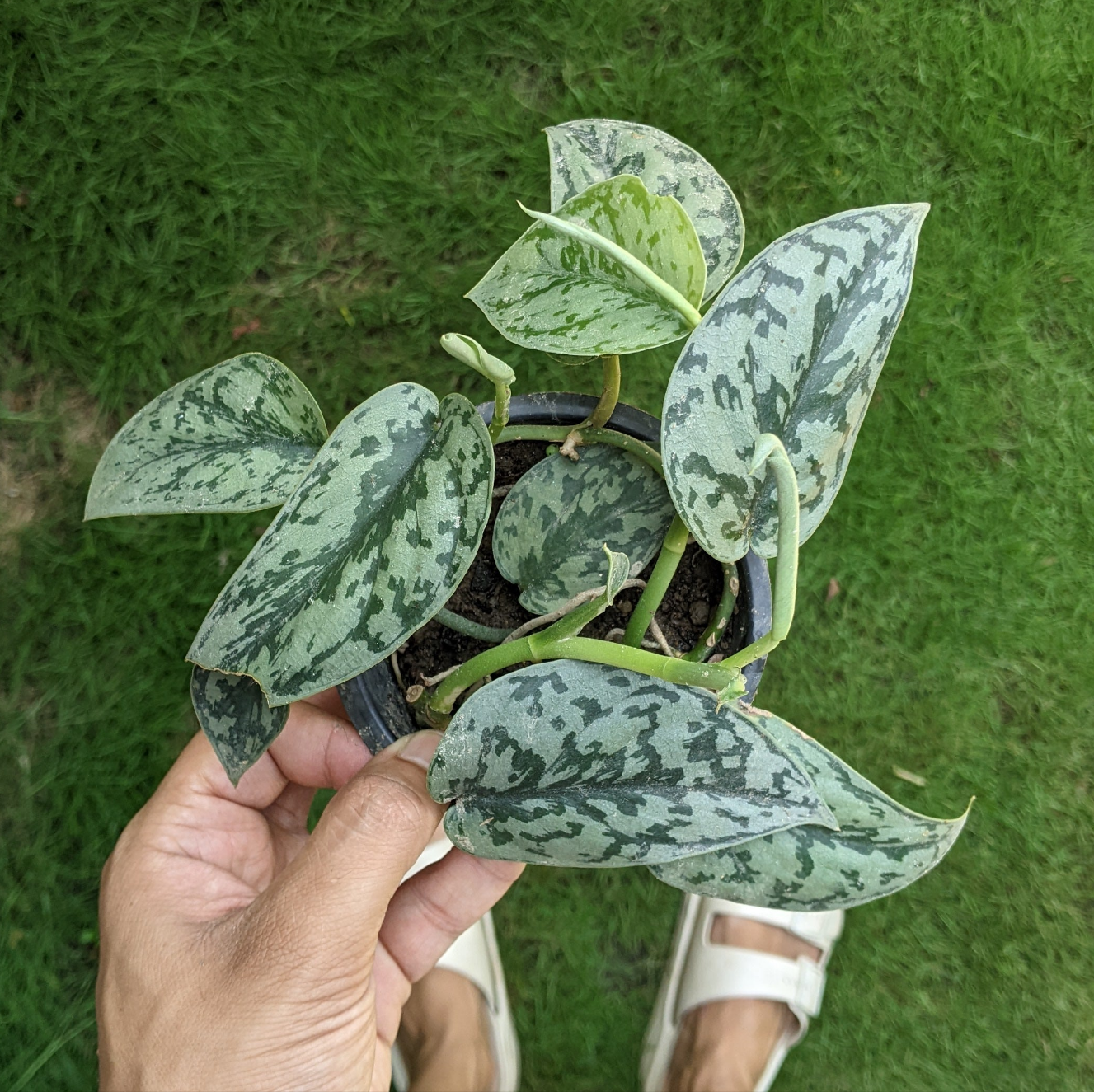 Scindapsus Pictus 'Silver Lady' - Scindapsus - Soiled