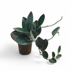 Scindapsus Treubii Dark Form - Scindapsus - Soiled