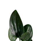 Scindapsus Treubii Dark Form - Scindapsus - Soiled