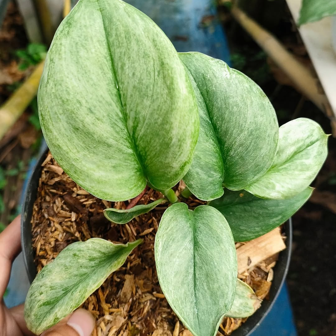 Scindapsus Treubii 'Mint Variegated' - Scindapsus | Soiled