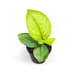 Scindapsus Treubii 'Mint Variegated' - Scindapsus | Soiled