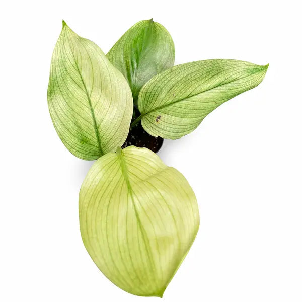 Scindapsus White Monster
