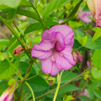 Pink Aparajita Flower Seeds (Clitoria Ternatea) - Seed - Soiled
