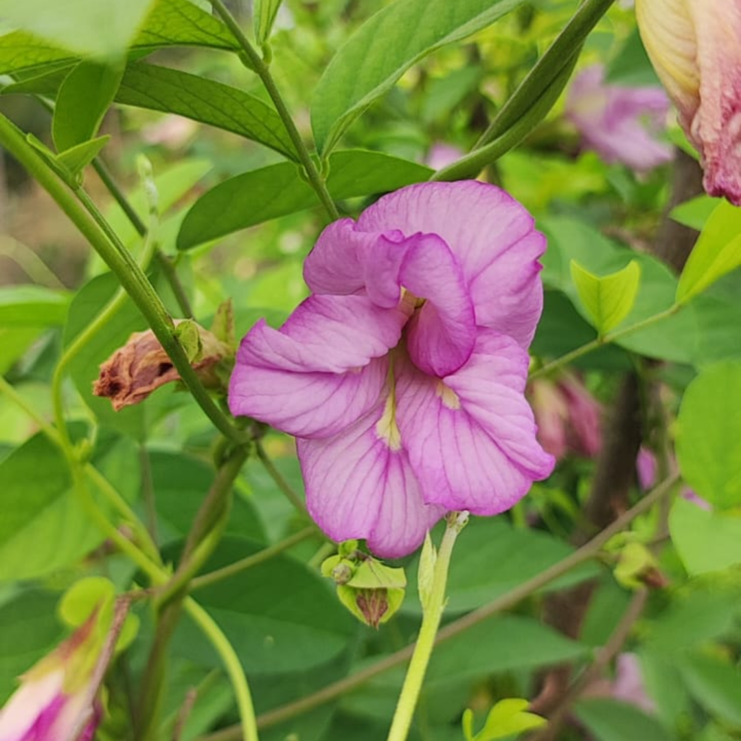 Pink Aparajita Flower Seeds (Clitoria Ternatea) - Seed - Soiled