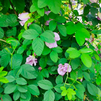 Pink Aparajita Flower Seeds (Clitoria Ternatea) - Seed - Soiled