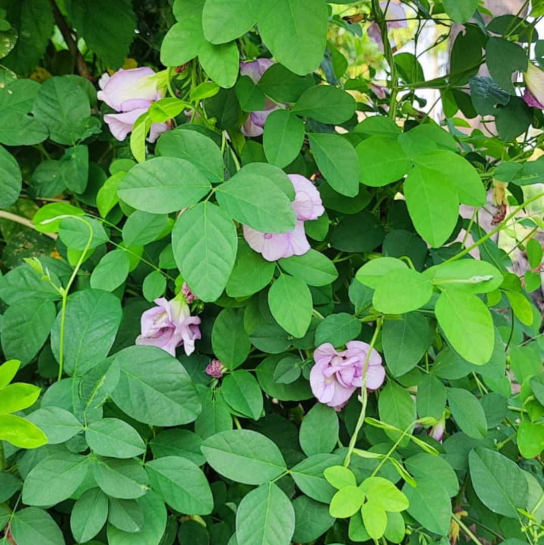 Pink Aparajita Flower Seeds (Clitoria Ternatea) - Seed - Soiled