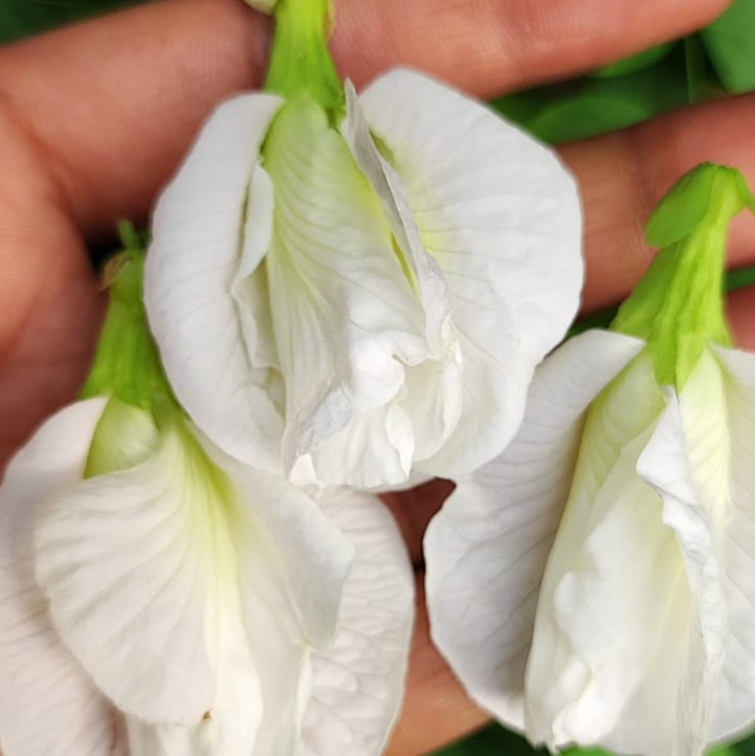 White Aparajita Flower Seeds (Clitoria Ternatea) - Seed - Soiled