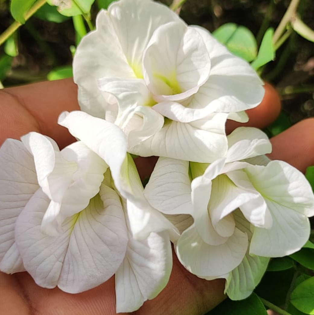 White Aparajita Flower Seeds (Clitoria Ternatea) - Seed - Soiled