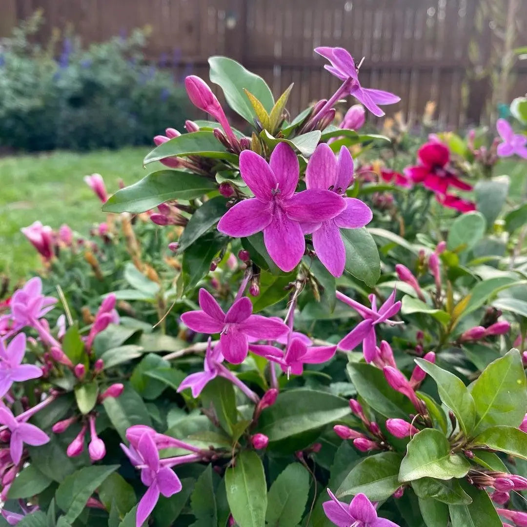 Shooting Star Flower (Pseuderanthemum Laxiflorum) - Flowering Plant ...