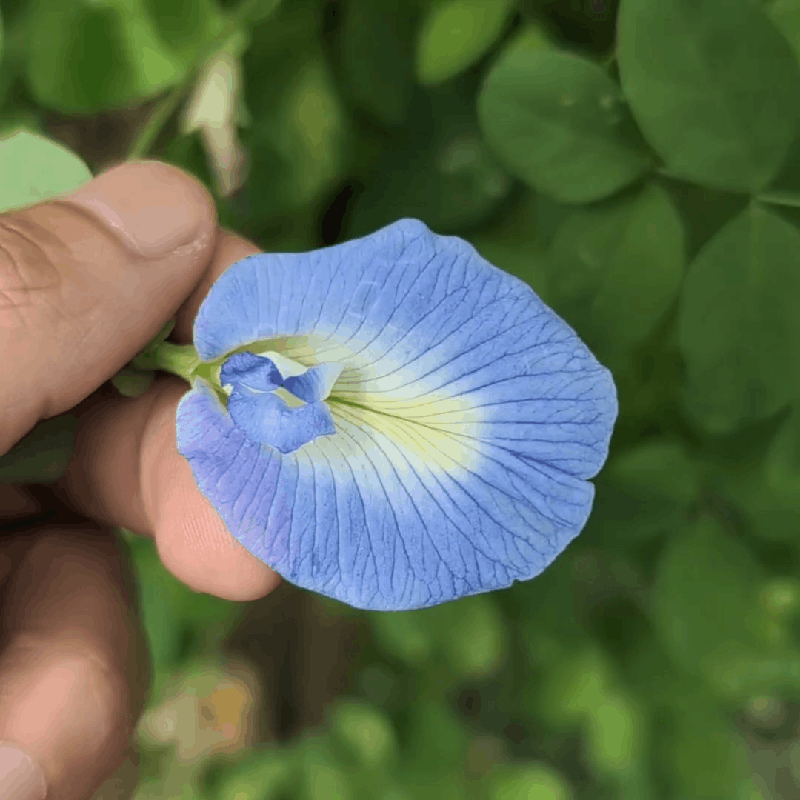 Sky Blue Aparajita (Clitoria Ternatea) Flower Seeds - Single Petal