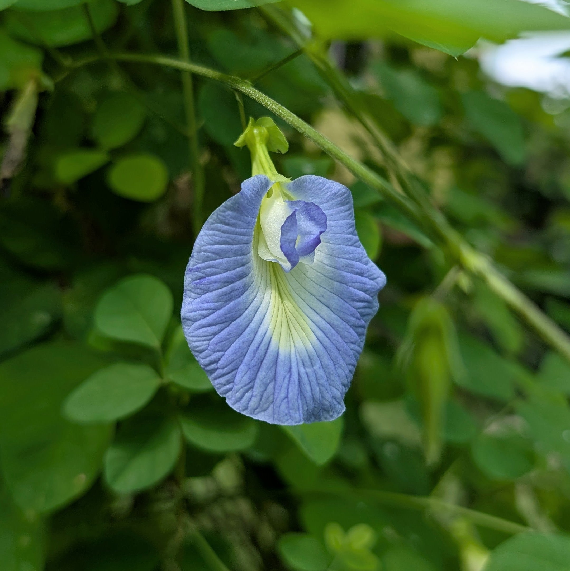 Sky Blue Aparajita (Clitoria Ternatea) Flower Seeds - Single Petal