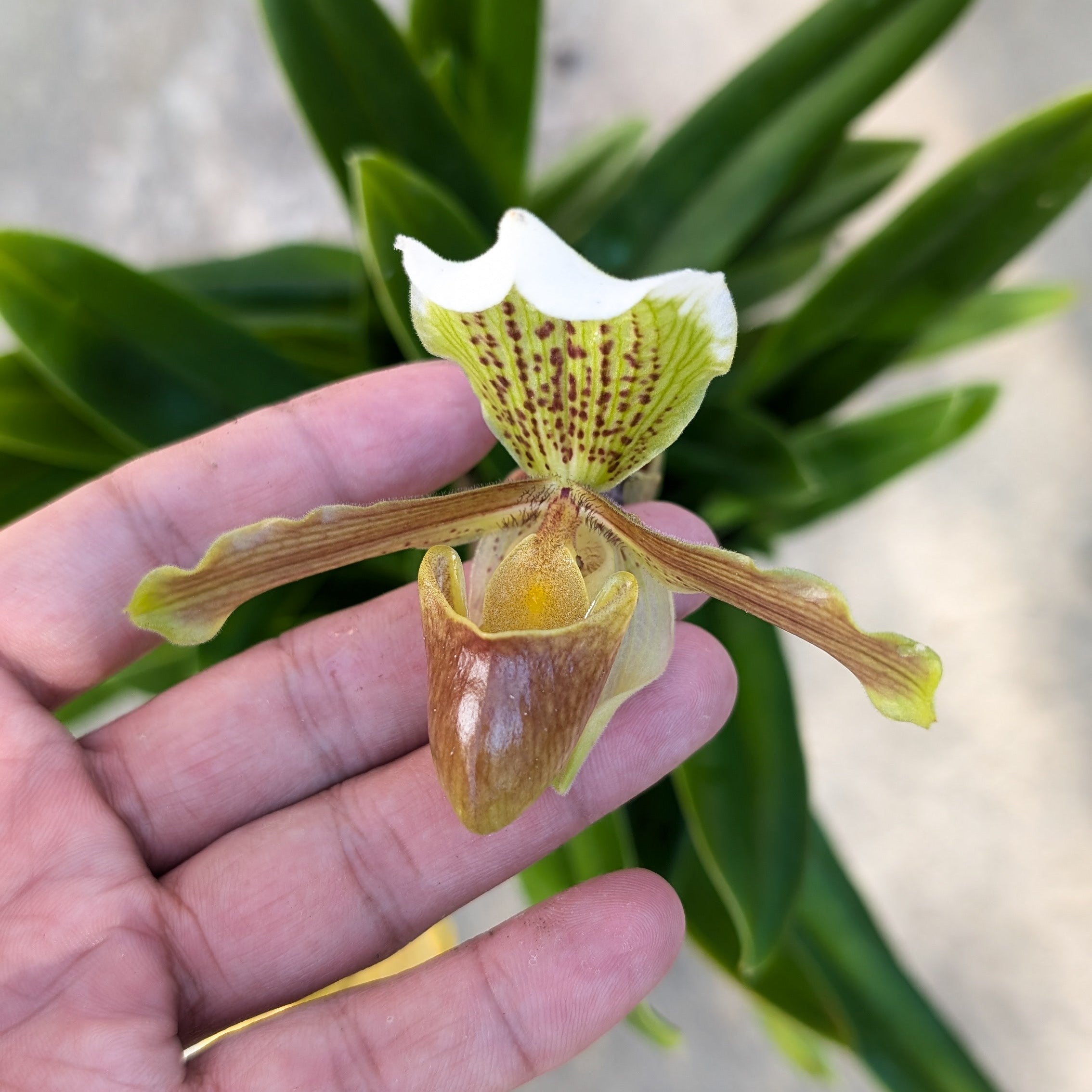 Paphiopedilum Insigne Hybrid (Slipper Orchid) - Orchid - Soiled