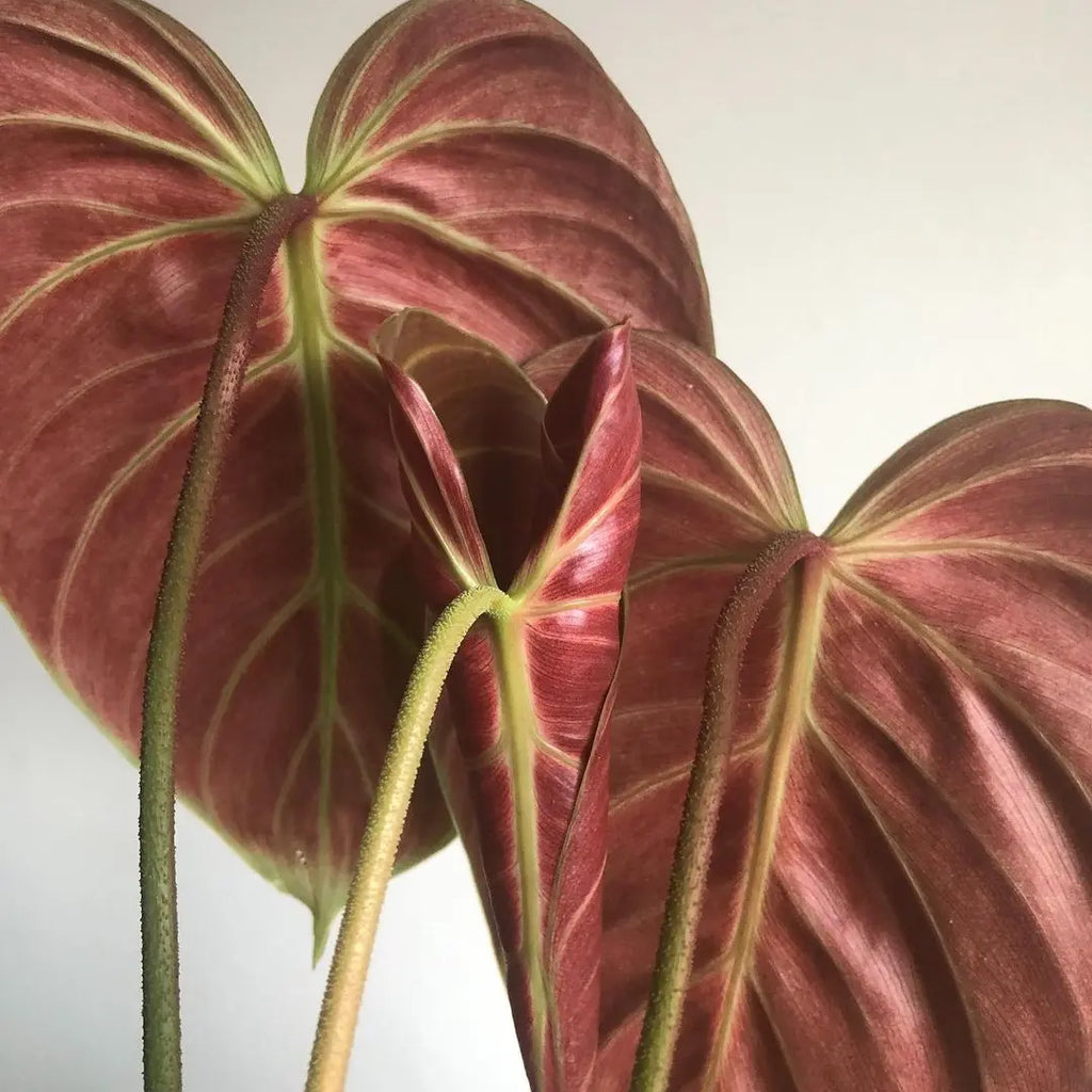 philodendron el choco red Philodendron El Choco Red