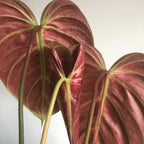 Philodendron El Choco Red