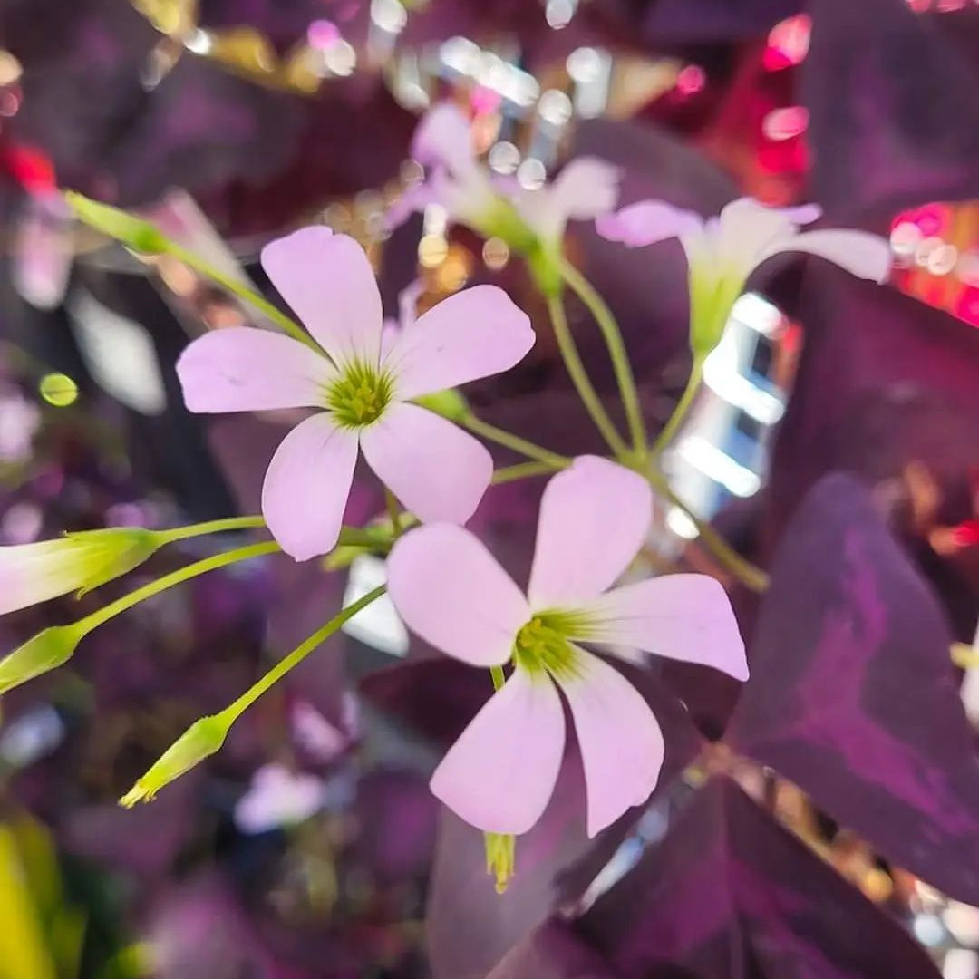 Oxalis Triangularis (Purple Shamrock Plant) - Oxalis | Soiled