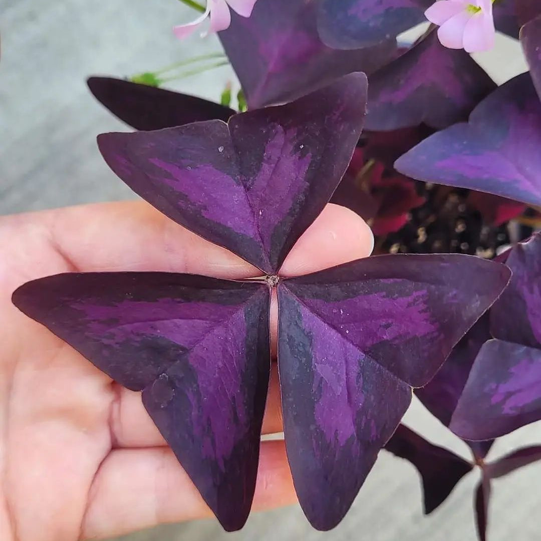 Oxalis Triangularis (Purple Shamrock Plant) - Oxalis | Soiled